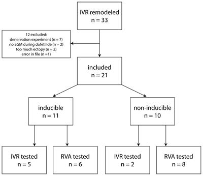 Evaluation of a Fully Automatic Measurement of Short-Term Variability of Repolarization on Intracardiac Electrograms in the Chronic Atrioventricular Block Dog